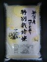 【送料無料】令和5年産 新米入荷 新潟県阿賀野産コシヒカリ 10kg 阿賀野産 特別栽培米【smtb-TD】【saitama】 2