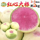 【送料無料】静岡県 ”紅心大根” 3〜5玉前後 約2kg 紅芯大根【予約 11月下旬以降】