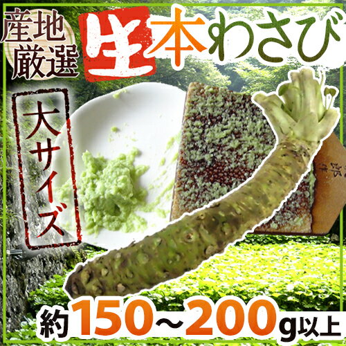 ”国産生本わさび” 約150～200g以上 特大サイズ 1本 産地厳選 時期により約100g以上 2本 【予約 入荷次第発送】