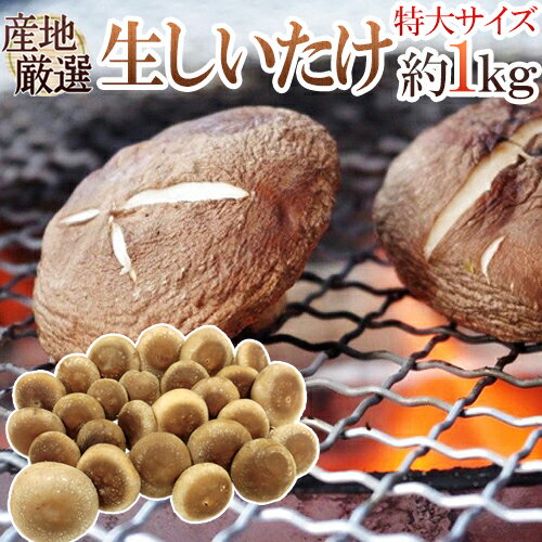 ”特大 ジャンボ生しいたけ” 約1kg 産地厳選【予約 入荷次第発送】 送料無料