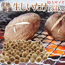 ”特大 ジャンボ生しいたけ” 約3kg 産地厳選【予約 入荷次第発送】 送料無料