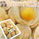 ”食用ホオズキ” 12〜20粒 風袋込約100g 産地厳選 ほおずき ストロベリートマト【予約 1月末以降】