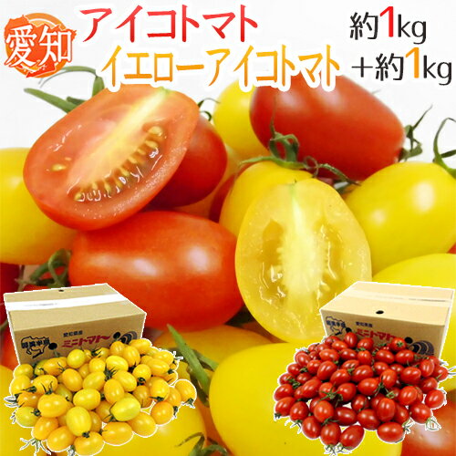 愛知県産 ”イエローアイコトマト＋アイコトマト” 秀品 約1kg＋約1kg【予約 入荷次第発送】 送料無料 1