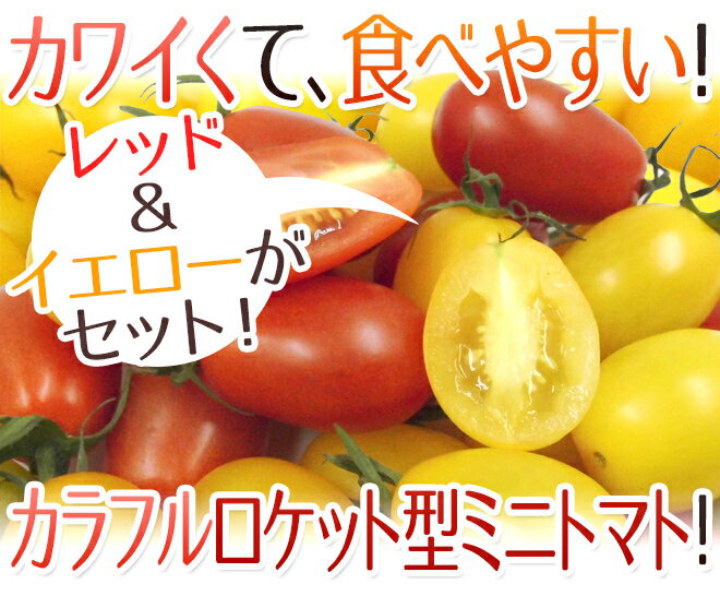 愛知県産 ”イエローアイコトマト＋アイコトマト” 秀品 約1kg＋約1kg【予約 入荷次第発送】 送料無料 2