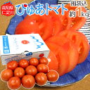 高知県 仁淀川 ”ぴゅあトマト” 風袋込約1kg 化粧箱【予約 6月中旬以降】 送料無料