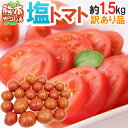 熊本県やつしろ産 訳あり ”塩トマト” 約1.5kg あの「ロイヤルセレブ」「太陽の子セレブ」と同じ塩トマトがお買い得価格♪(入荷次第発送)【楽ギフ_のし宛書】 - くらし快援隊