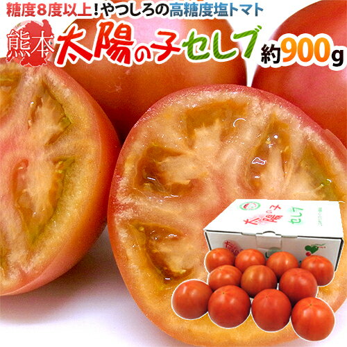 熊本産 塩トマト ”太陽の子セレブ” 約900g 化粧箱 糖