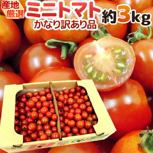 【緊急スポット】”ミニトマト” かなり訳あり 約3kg 大きさおまかせ プチトマト 茨城産/熊本産/北海道産など産地厳選【2週間以内の発送】