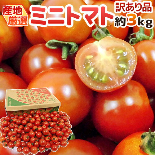 産地厳選 ”ミニトマト” 訳あり 約3kg 大きさおまかせ プチトマト 茨城産/熊本産/北海道産など 送料無料