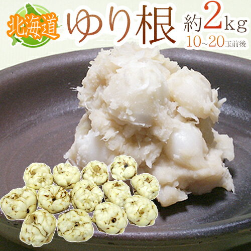 北海道産 ”ゆり根” ちょっと訳あり 10〜20玉 約2kg ゆりね【予約 11月下旬以降】 送料無料