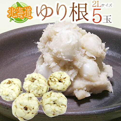 ”北海道産 ゆり根” ちょっと訳あり 2Lサイズ 5玉 ゆりね【予約 11月下旬以降】