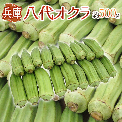 ʼ˸ Ȭ奪 500gͽ 8ʹߡ ̵