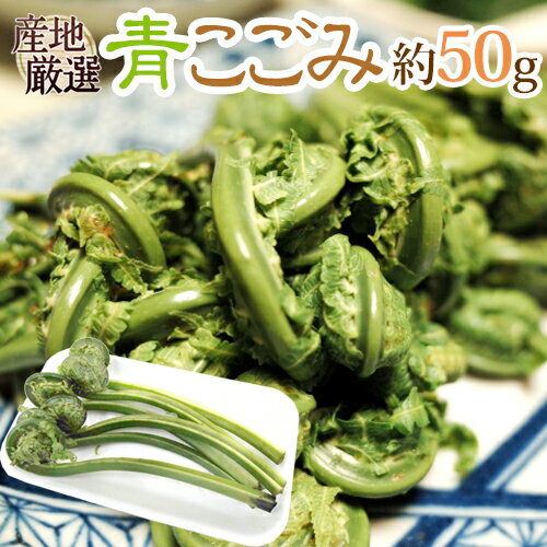 ”青こごみ（アオコゴミ）” 約50g 大きさおまかせ 山菜【予約 2月以降】