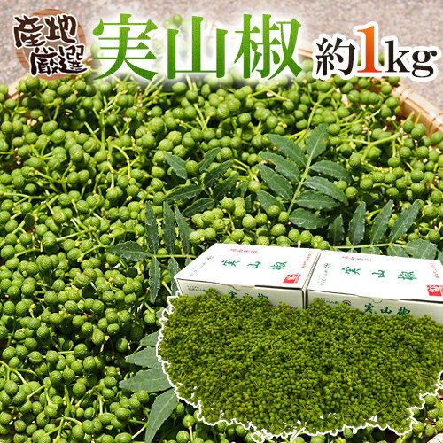 ”実さんしょ”（生山椒） 約1kg 山椒