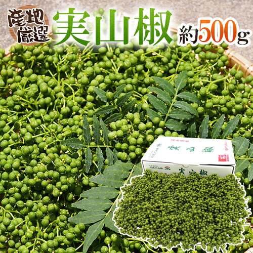 ”実さんしょ”（生山椒） 1箱 約500g 山椒