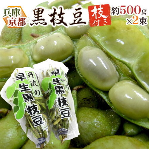 兵庫丹波 京都丹波 ”枝付き早生黒枝豆” 約500g×2pc 黒豆【予約 7月中旬以降】 送料無料