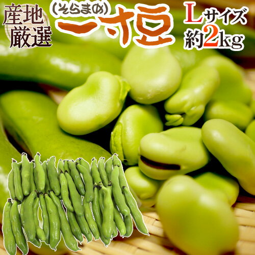 九州・和歌山産他 ”一寸豆（そら豆）” 大粒Lサイズ 約2kg【予約 4月以降】 送料無料 1