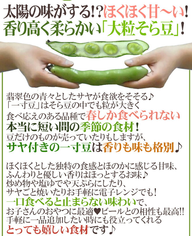 九州・和歌山産他 ”一寸豆（そら豆）” 大粒Lサイズ 約2kg【予約 4月以降】 送料無料 2