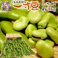 九州・和歌山産他 ”一寸豆（そら豆）” 大粒Lサイズ 約4kg【予約 4月以降】 送料無料