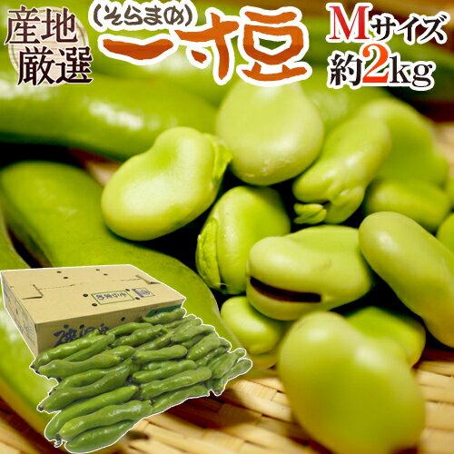 九州・和歌山産他 ”一寸豆 そら豆 ” Mサイズ 約2kg【予約 4月以降】 送料無料