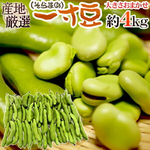 九州・和歌山産他 ”一寸豆（そら豆）” 約4kg 大きさおまかせ【予約 入荷次第発送】 送料無料