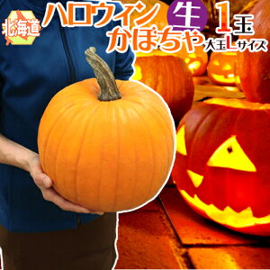 北海道産 ”ハロウィンかぼちゃ” Lサイズ おもちゃかぼちゃ【予約 10月発送】 送料無料