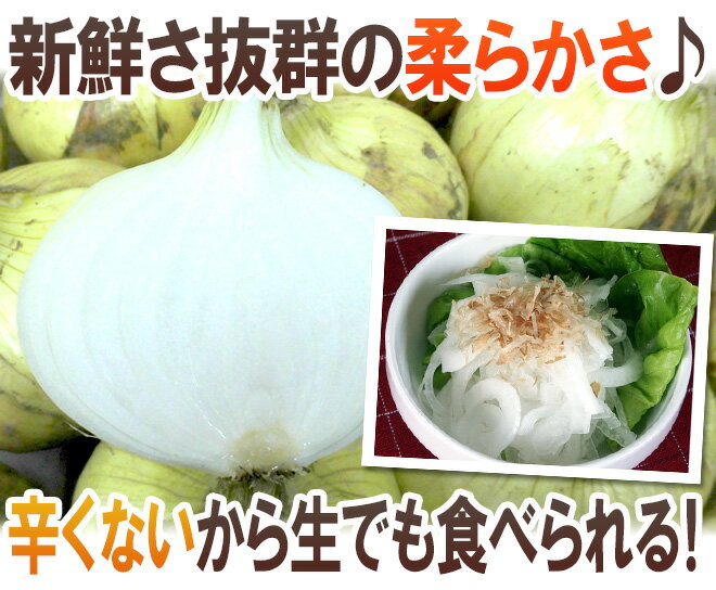 ”新たまねぎ” 秀品 L/2Lサイズ 約5kg 九州・四国・淡路・北海道 産地厳選【予約 入荷次第発送】 送料無料