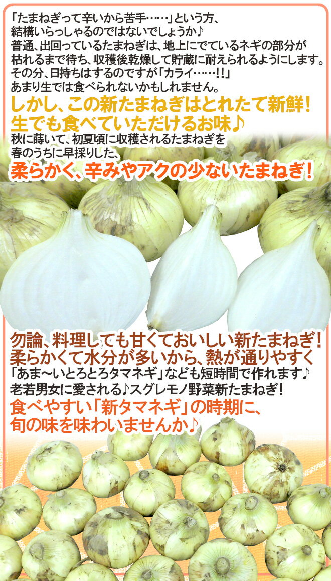 ”新たまねぎ” 秀品 L/2Lサイズ 約5kg 九州・四国・淡路・北海道 産地厳選【予約 入荷次第発送】 送料無料