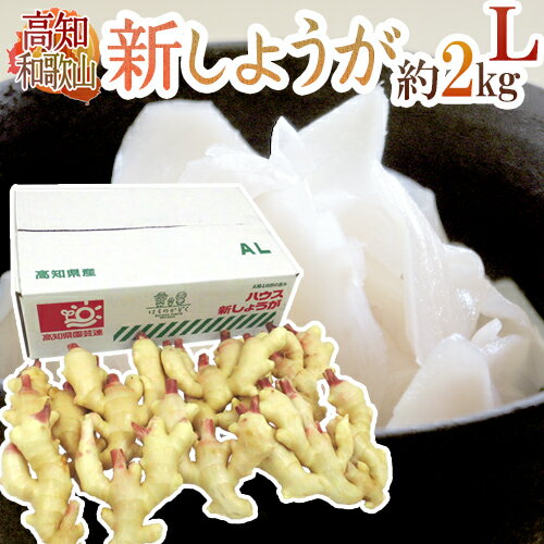 高知・和歌山県産 ”新しょうが” 秀品 Lサイズ 約2kg【予約 3月下旬以降】 送料無料