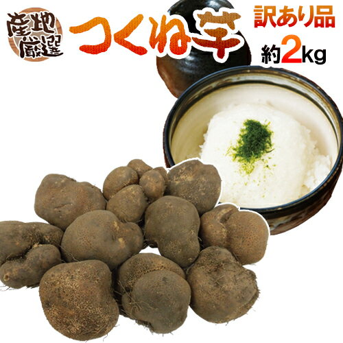 産地厳選 ”つくね芋・山の芋” 訳あり 約2kg 大きさおまかせ 山芋/大和芋/やまいも【予約 11月以降】 送料無料のサムネイル