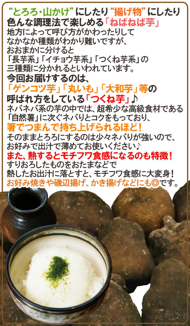 【送料無料】産地厳選 ”つくね芋・山の芋” 訳あり 約3kg 大きさおまかせ 山芋/大和芋/やまいも【予約 入荷次第発送】