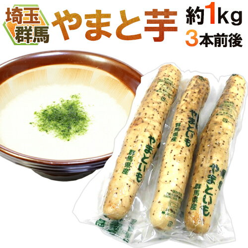 群馬・埼玉 ”やまと芋” 3本前後 約1kg やまといも/山芋/長芋 送料無料