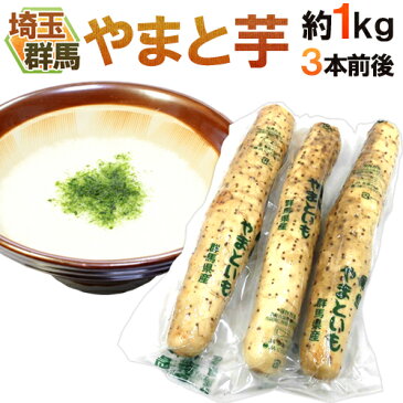 【送料無料】群馬・埼玉 ”やまと芋” 約1kg 3本前後 やまといも/山芋/長芋