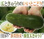 石川県 加賀野菜 ”加賀太きゅうり” 1本【予約 5月以降】