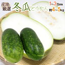 ”冬瓜（とうがん）” 1〜3玉前後 約4〜5kg トウガン/加茂瓜【予約 入荷次第発送】 送料無料