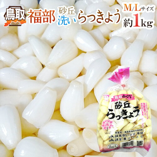 土らっきょう 鹿児島 加世田産 ”砂丘らっきょう” 秀品 Mサイズ 約1kg《5キロ購入で送料無料》【予約 5月中下旬以降】