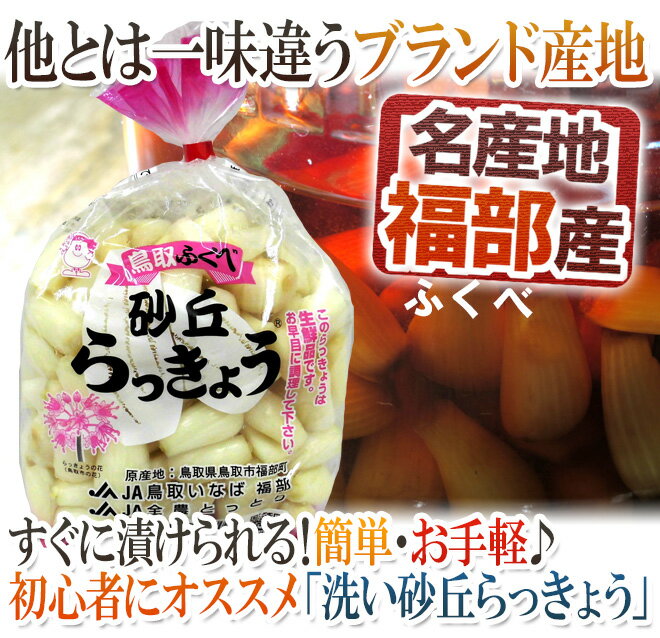 洗いらっきょう 鳥取 JAいなば 福部産 ”砂丘らっきょう” M/Lサイズ 約5kg【予約 6月中旬以降】 送料無料 2