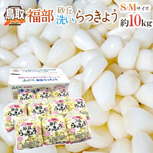 洗いらっきょう 鳥取 JAいなば 福部産 ”砂丘らっきょう” M/Lサイズ 約5kg【予約 6月中旬以降】 送料無料