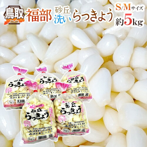 土らっきょう 鹿児島 加世田産 ”砂丘らっきょう” 秀品 Mサイズ 約1kg《5キロ購入で送料無料》【予約 5月中下旬以降】