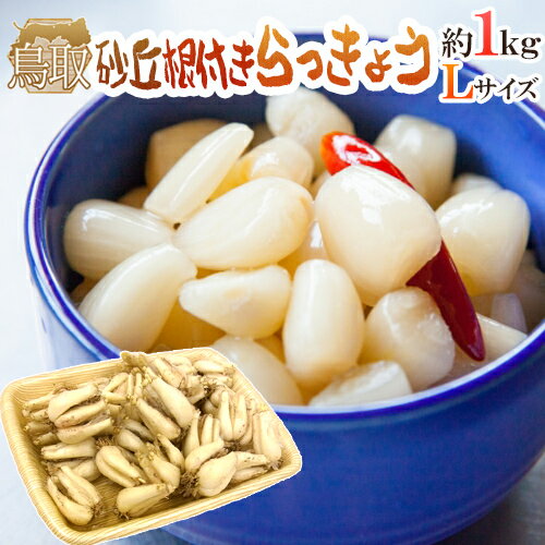 土らっきょう ”鳥取産 砂丘らっきょう” 秀品 Lサイズ 約1kg《10キロ購入で送料無料》【予約 5月末以降】