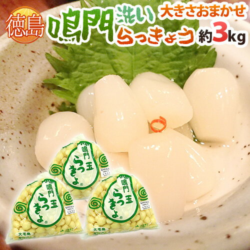 徳島 鳴門産 ”洗いらっきょう” 秀品 約3kg 大きさおまかせ【予約 5月下旬以降】 送料無料のサムネイル