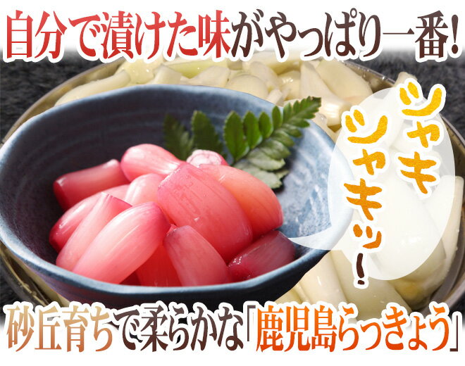 土らっきょう 鹿児島産 ”砂丘らっきょう” 訳あり 約1kg 大きさおまかせ【予約 5月末以降】 2