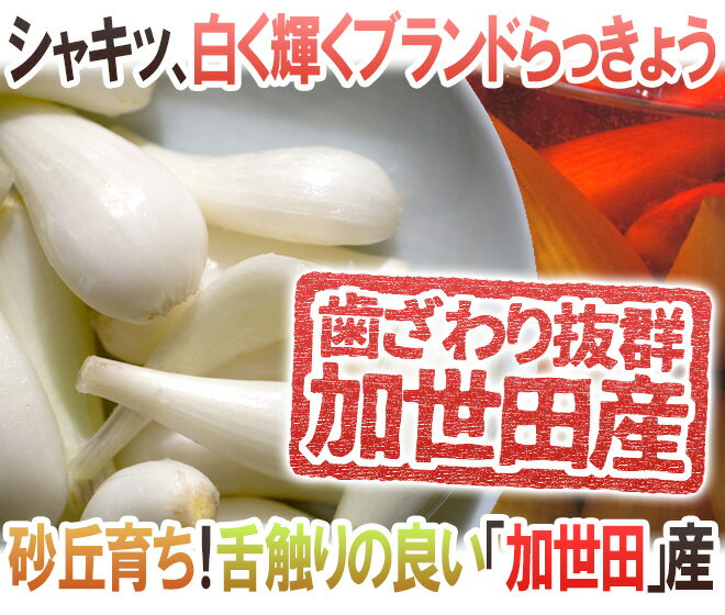 土らっきょう 鹿児島 加世田産 ”砂丘らっきょう” 秀品 Mサイズ 約1kg《5キロ購入で送料無料》【予約 5月中下旬以降】 2