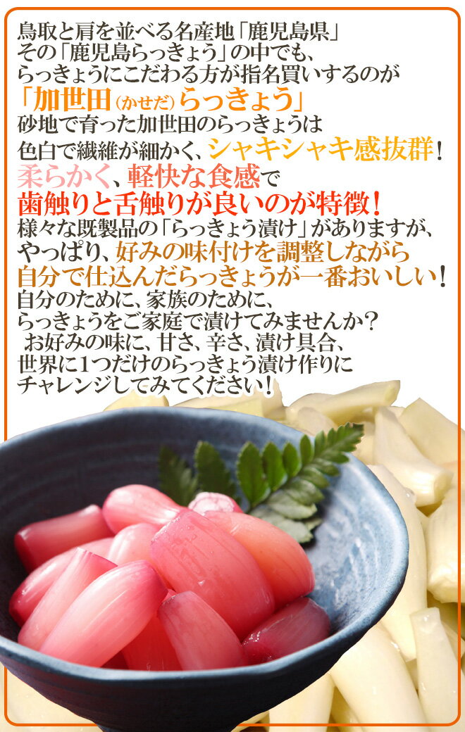 土らっきょう 鹿児島 加世田産 ”砂丘らっきょう” 秀品 Mサイズ 約1kg《5キロ購入で送料無料》【予約 5月中下旬以降】 3