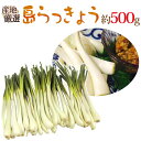 沖縄・鹿児島・産地厳選 ”島らっきょう” 大きさおまかせ 約500g【予約 入荷次第発送】