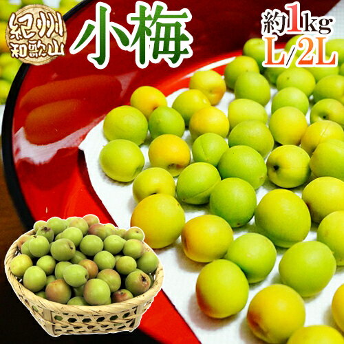 ”紀州・和歌山産 小梅” 秀品 L・2Lサイズ 約1kg【予約 5月中旬以降】のサムネイル