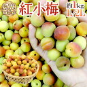 ”紀州・和歌山産 紅小梅” 秀品 L・2Lサイズ 約1kg【予約 5月中旬以降】