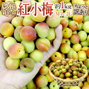 ”紀州・和歌山産 紅小梅” ちょっと訳あり M・L・2Lサイズ 約1kg【予約 5月中旬以降】