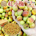 紀州・和歌山産 ”紅小梅” 秀品 L・2Lサイズ 約4kg【予約 5月中旬以降】 送料無料