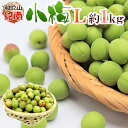 ”紀州・和歌山産 JA紀南 小梅” 秀品 L 約1kg【予約 5月中旬以降】